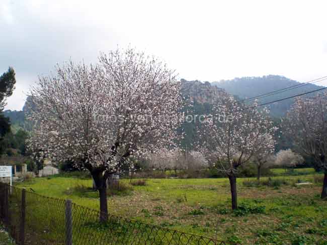 Mandelbäume Mallorca