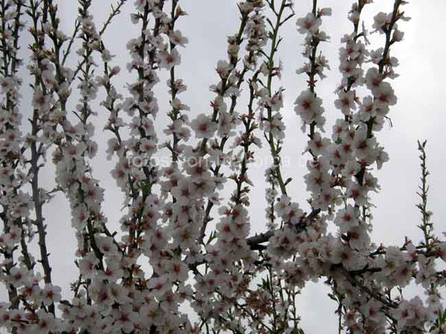 Mandelblüte Mallorca